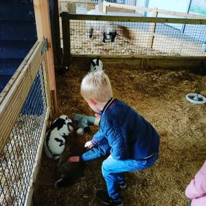 Kinderboerderij speelpark & Maisdoolhof Voorthuizen