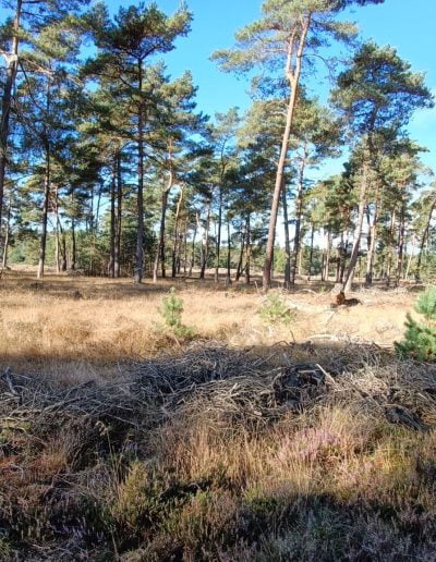 natuur op de veluwe