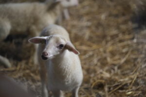 Lammetje schaapskooi Loenermark