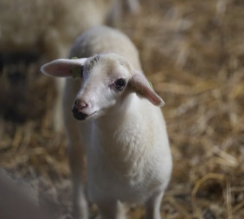 Lammetjes bekijken schaapskooi Loenermark