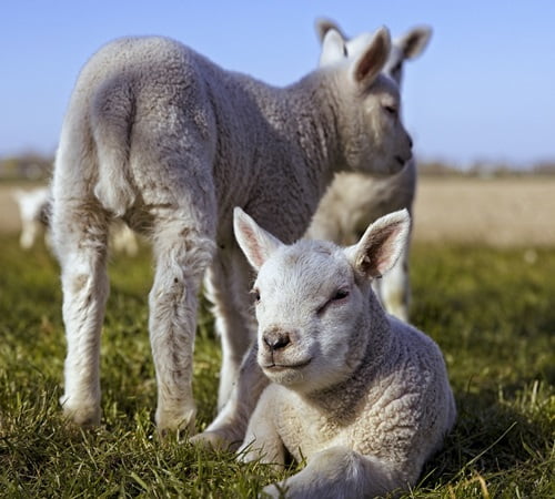 Lammetjesdag op de Ginkelse Heide
