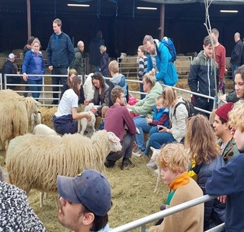 Lammetjesdag Grebbeveld Schapen &Zo. Kinderen kijken.