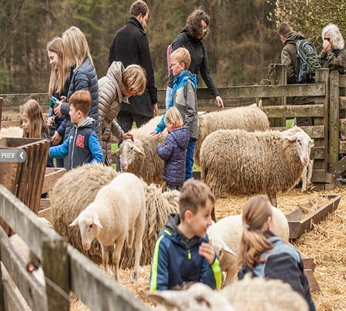 Lentefeest Rhedense Schaapskudde