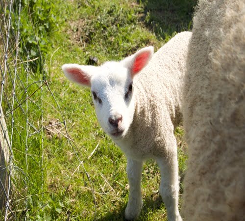 Lammetjesdag op de Ederheide