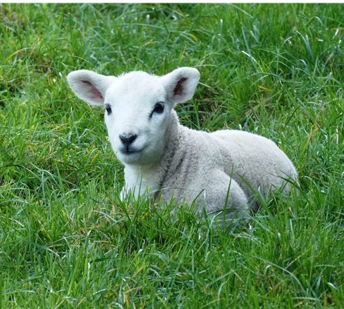 Lammetjesmiddag Parkboerderij De Hartenberg