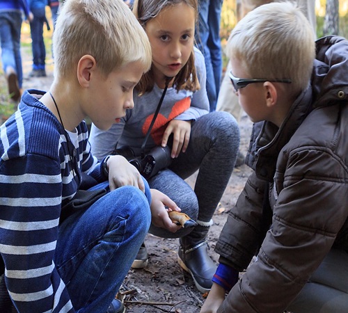 Kriebelbeestjessafari Park De Hoge Veluwe