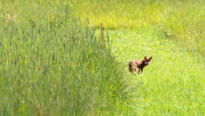 vos in natuurgebied De Loenermark