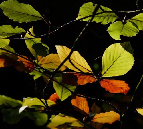 Avondwandeling kinderen herfstvakantie kasteel Rosendael