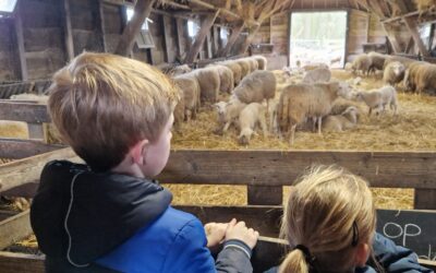 Lammetjesdagen op de Veluwe