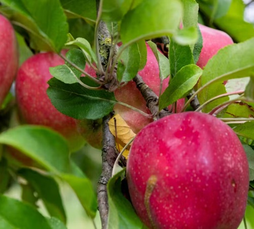 Appeltjes speuren kasteel Doorwerth