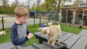 Dierenweide vakantiepark Ackersate