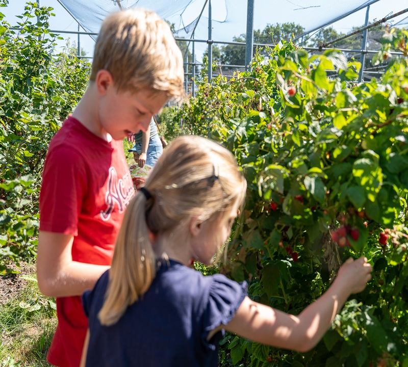 Fruit plukken bij Fruittuin verbeek